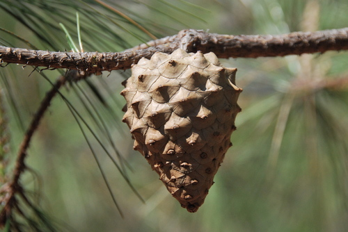 McVaugh's pine