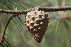 Pinus praetermissa