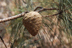 Pinus praetermissa