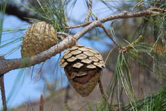 Pinus praetermissa