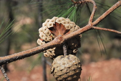 Pinus praetermissa