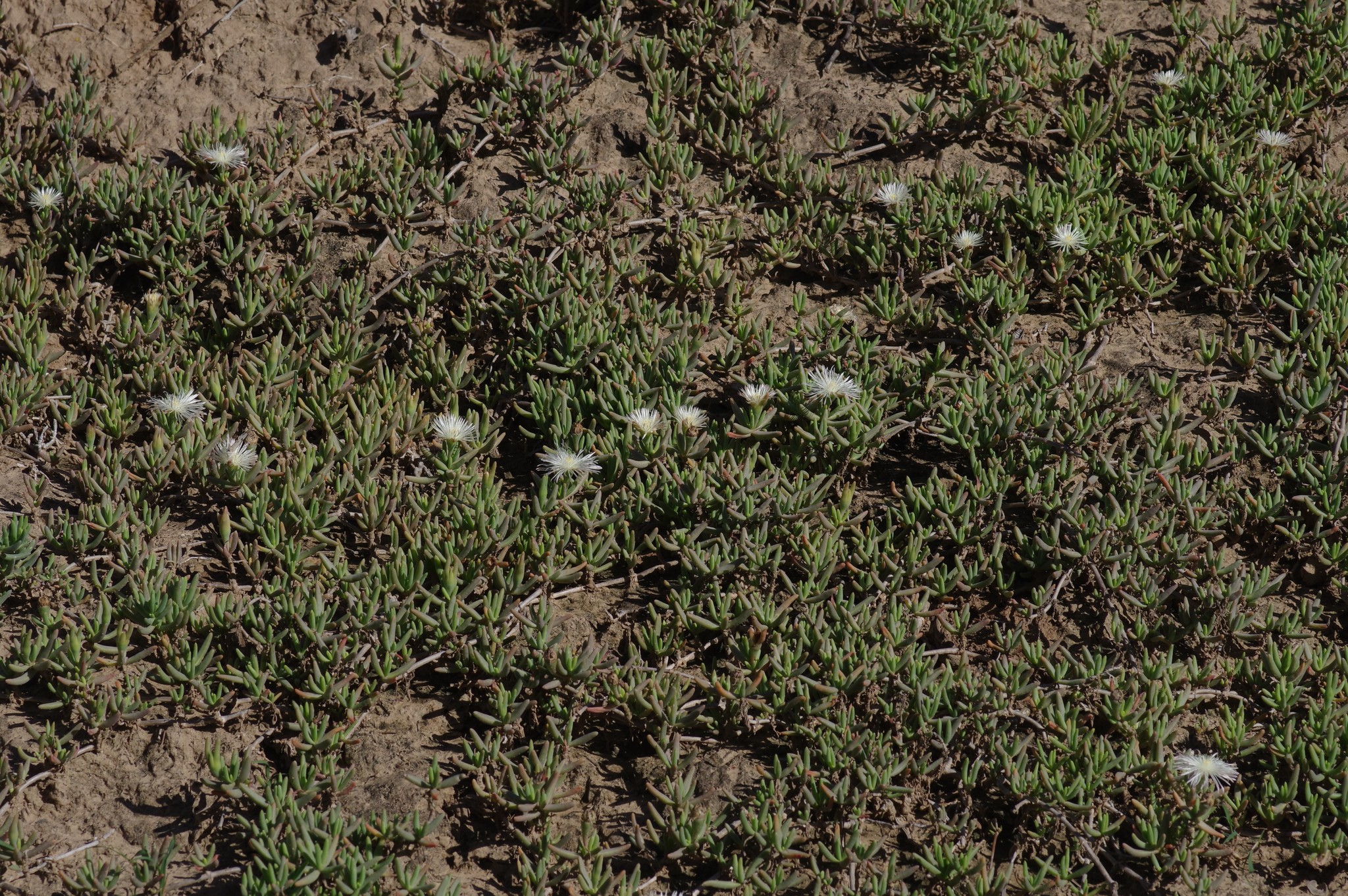 Mesembryanthemum rhizophorum Klak