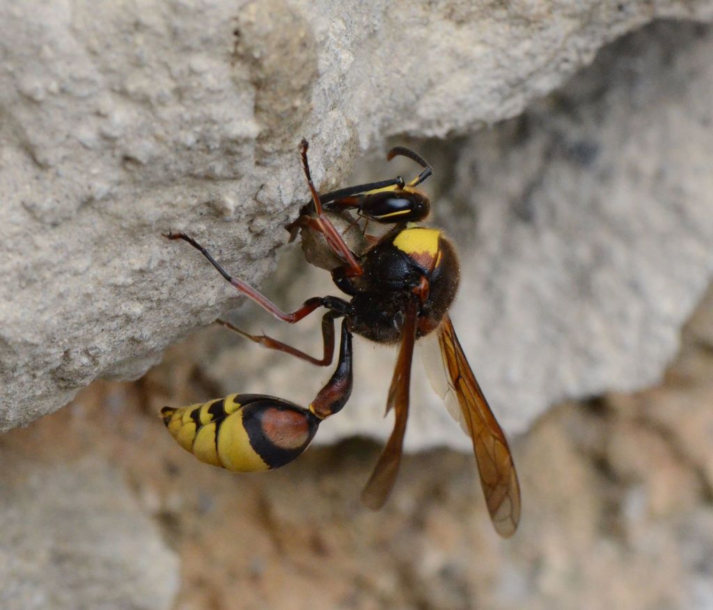 Delta unguiculatum