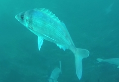Gay's Morwong photo 3