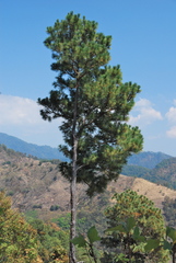 Pinus pringlei
