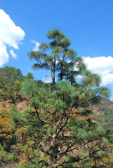 Pinus pringlei