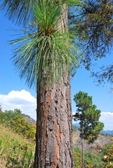 Pinus pringlei