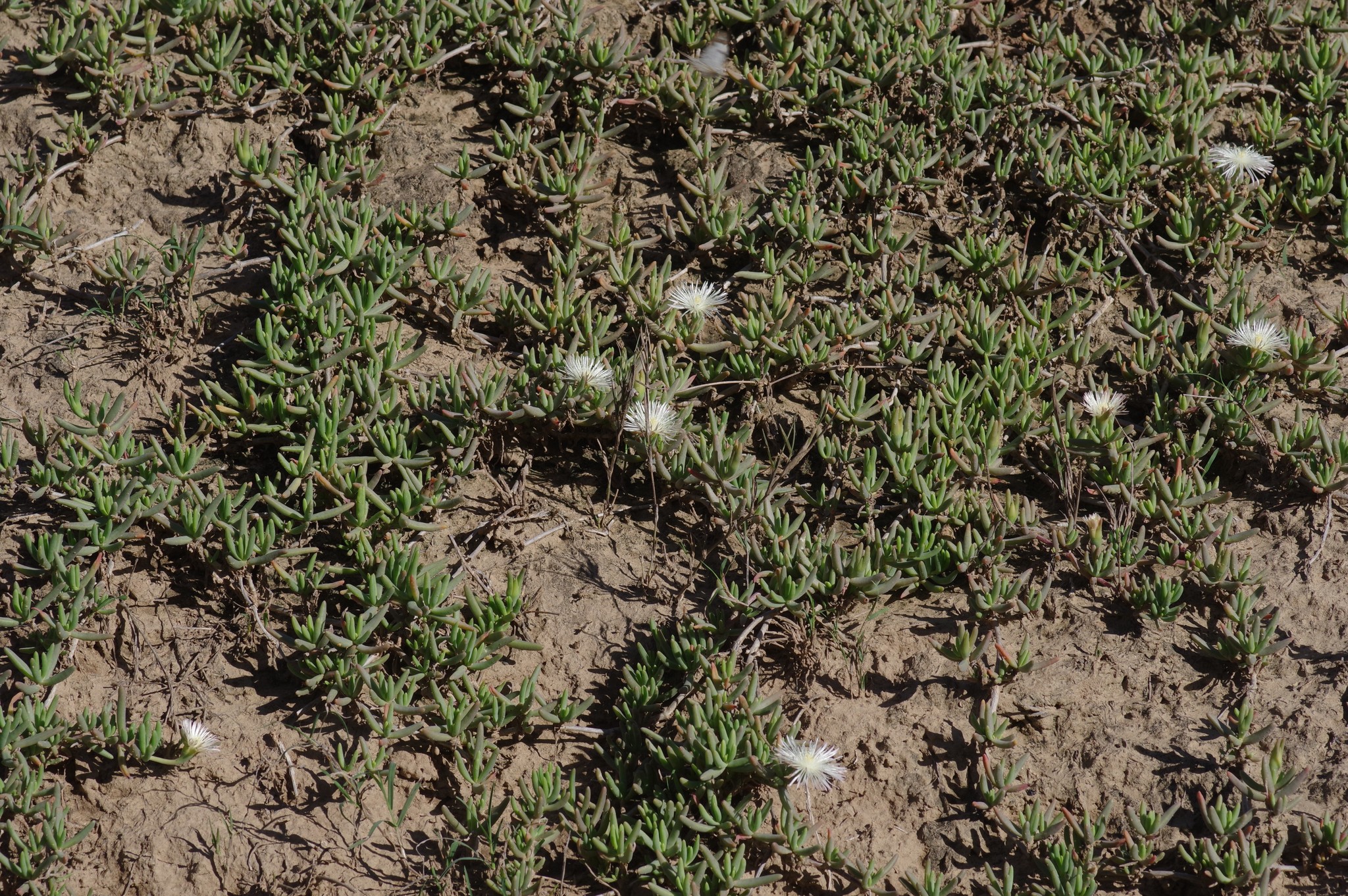 Mesembryanthemum rhizophorum Klak 2
