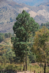 Pinus pringlei