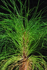 Pinus pringlei