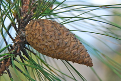 Pinus pringlei