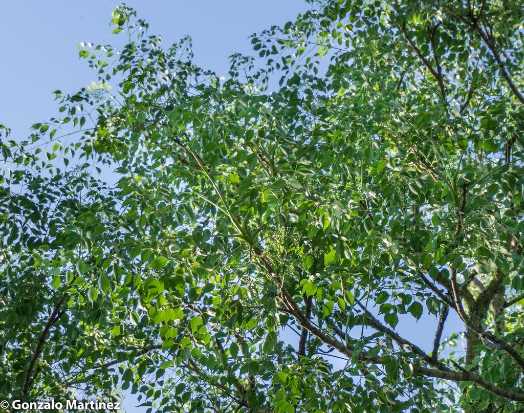 Aralia soratensis