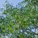 Aralia soratensis - Photo (c) Gonzalo Martinez, some rights reserved (CC BY-NC), uploaded by Gonzalo Martinez