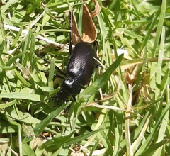 Calosoma vagans