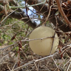 Cucurbita cordata