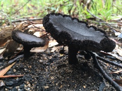 Neolentinus dactyloides