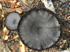 Neolentinus dactyloides