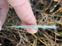 Bothriochloa torreyana