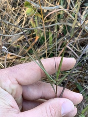 Bothriochloa torreyana
