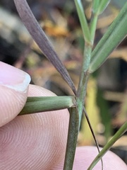 Bothriochloa torreyana