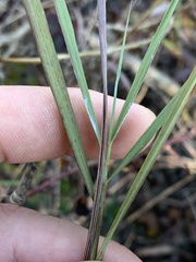 Bothriochloa torreyana