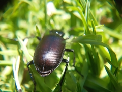 Calosoma vagans