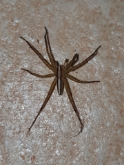 Neoctenus