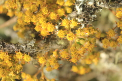 Pentacalia breviligulata