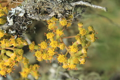 Pentacalia breviligulata