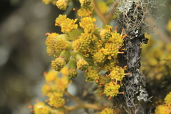 Pentacalia breviligulata