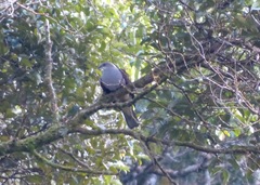 Ducula badia