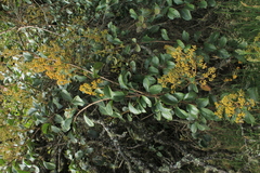 Pentacalia breviligulata