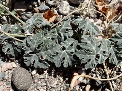 Cucurbita cordata
