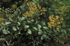 Pentacalia breviligulata