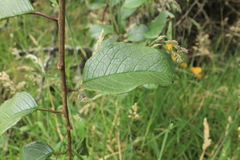 Pentacalia breviligulata