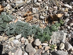 Cucurbita cordata