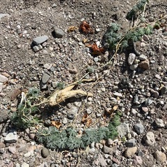 Cucurbita cordata