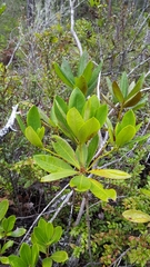 Rhododendron macrophyllum