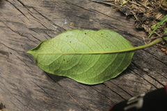 Pentacalia breviligulata