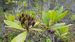 Rhododendron macrophyllum