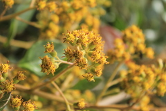 Pentacalia breviligulata