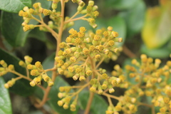 Pentacalia breviligulata