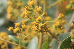 Pentacalia breviligulata