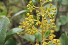 Pentacalia breviligulata
