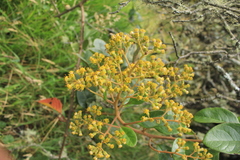 Pentacalia breviligulata