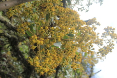 Pentacalia breviligulata