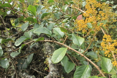 Pentacalia breviligulata