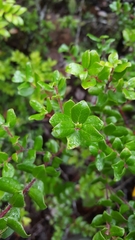 Arctostaphylos nummularia