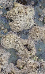 Lithophyllum byssoides