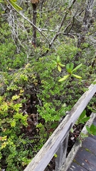 Arctostaphylos nummularia